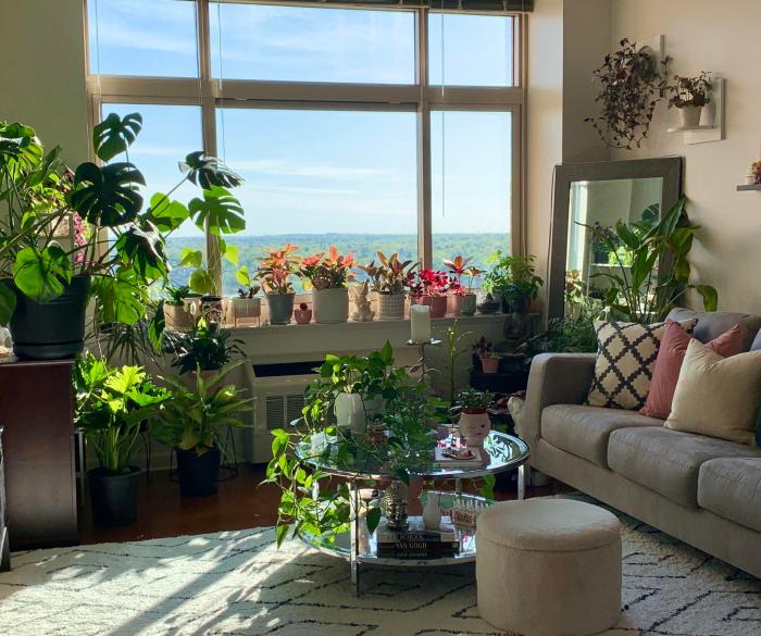 Plants pink living room jungle urban sofa indoor lots decor spaces house rooms interior sunroom color design jardin furniture green